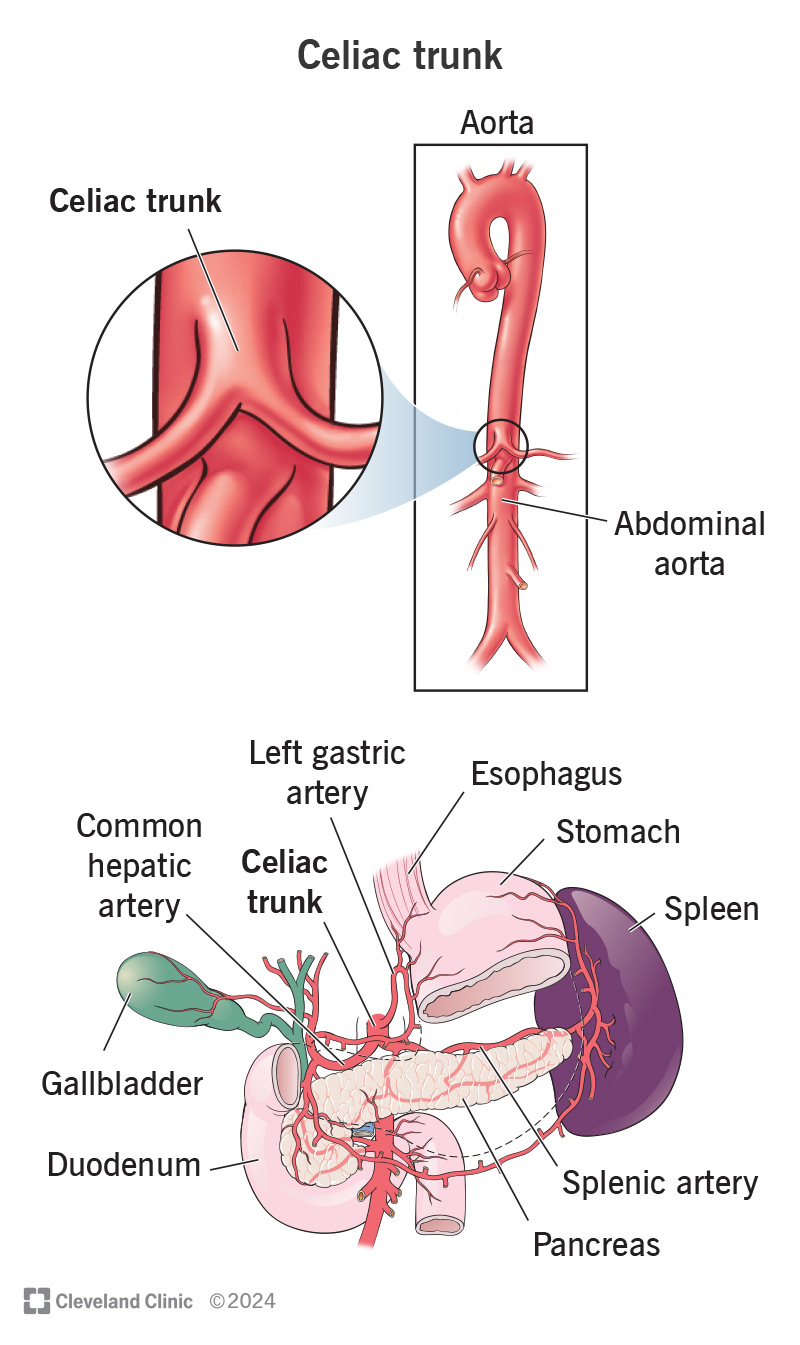 <p>A short, unpaired artery that arises from the abdominal aorta at the <strong>T12 vertebral level</strong> and supplies blood to the foregut structures.</p>