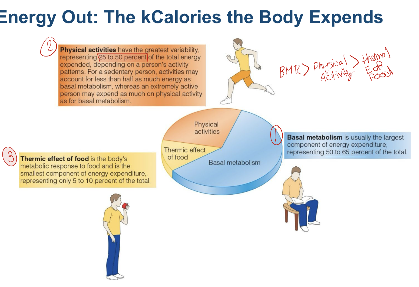 <p>Influenced by:</p><p>• Gender</p><p>• Growth</p><p>• Age</p><p>• Physical activity</p><p>• Body composition and body size</p><p></p>