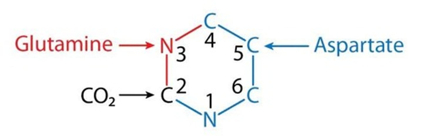 <p>The atom sources for pyrimidine ring formation include nitrogen from carbamoyl phosphate and aspartate.</p>