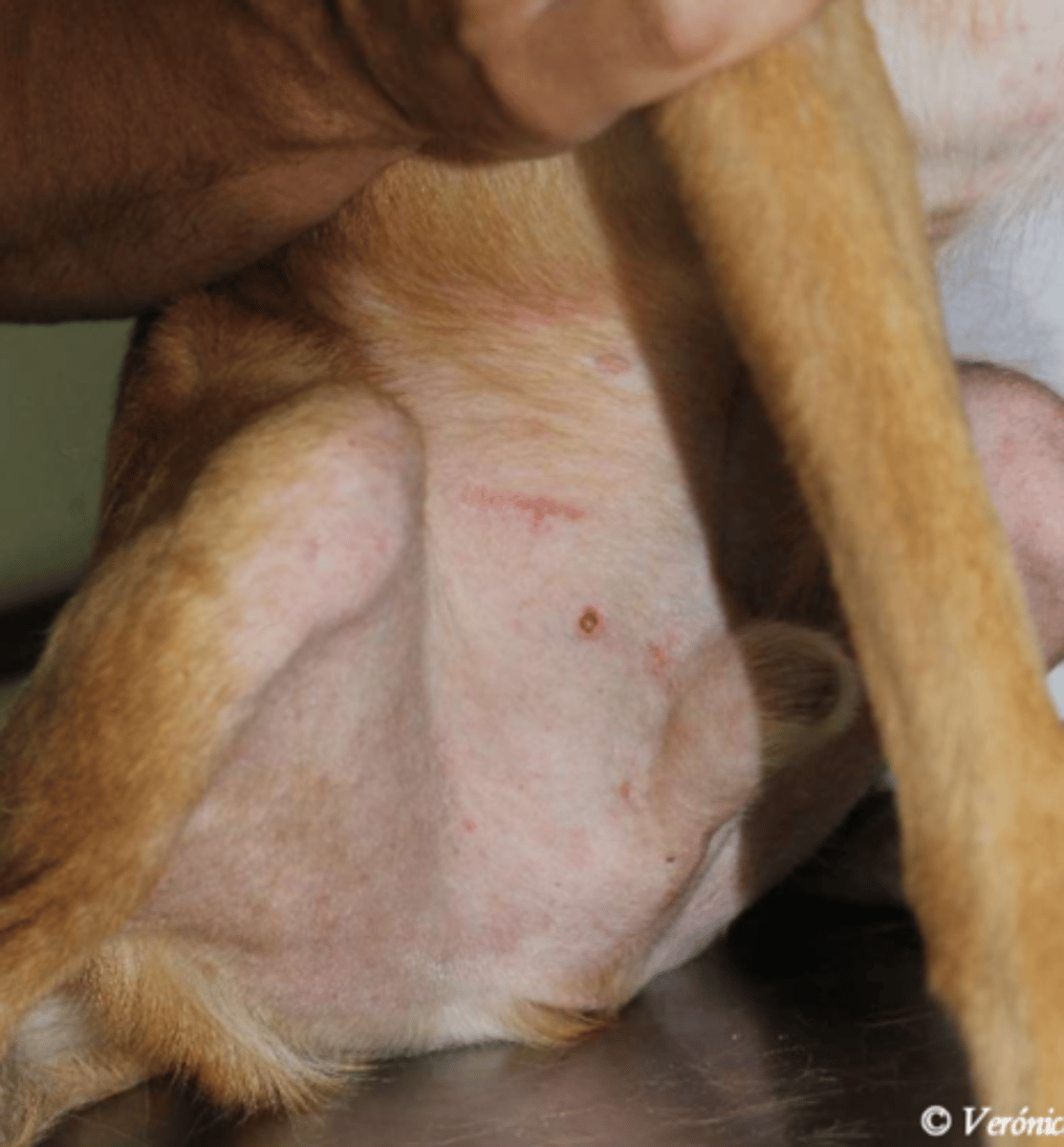 <p>¿lesión?</p><p>¿primaria o secundaria?</p>