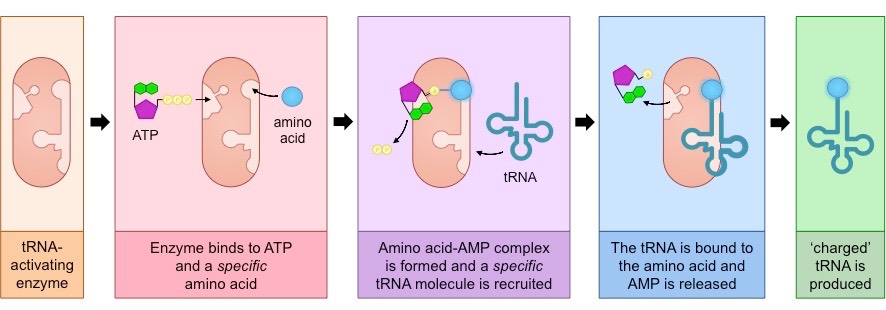 <ul><li><p>atp and an amino acid are joined in an enzyme&nbsp;</p></li><li><p>tRNA&nbsp;is joined to the amino acid in the enzyme</p></li><li><p>forms ‘charged’ tRNA: activated amino acid attached to tRNA through ester bond</p></li></ul><p></p>