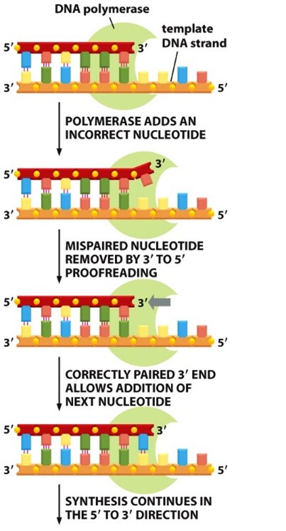 <p>DNA polymerase III can move “backwards” and excise an incorrect base and add the correct base</p><p>3’ to 5’ proofreading activity</p>