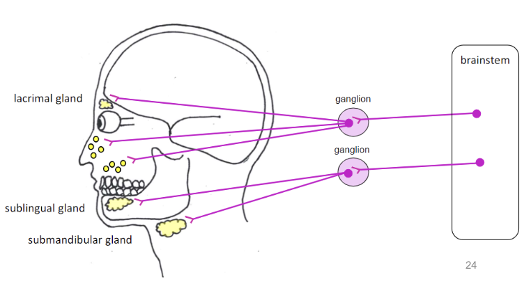<ul><li><p>lacrimal gland - produce tears (lacrimation)</p></li><li><p>submandibular and sublingual salivary glands - produce saliva (salivation)</p></li></ul><p></p>