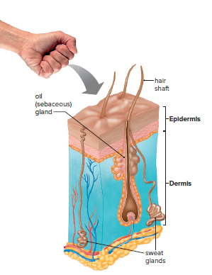 Structure of the skin.