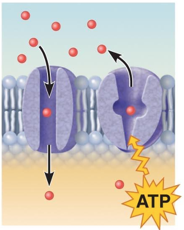 <ul><li><p>A protein (left) that spans the membrane may provide a hydrophilic channel across the membrane that is selective for a particular solute. </p></li><li><p>Some transport proteins (right) hydrolyze ATP as an energy source to actively pump substances across the membrane</p></li></ul><p></p>
