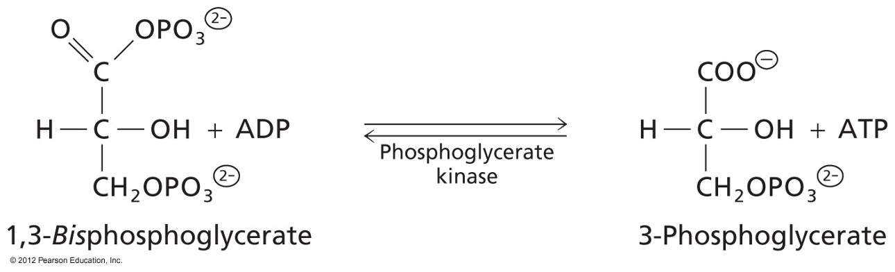 <p>1,3-Bisphosphoglycerate converted to 3-Phosphoglycerate</p><p>Enzyme: Phosphoglycerate Kinase: a transferase</p><p>1st ATP produced</p>