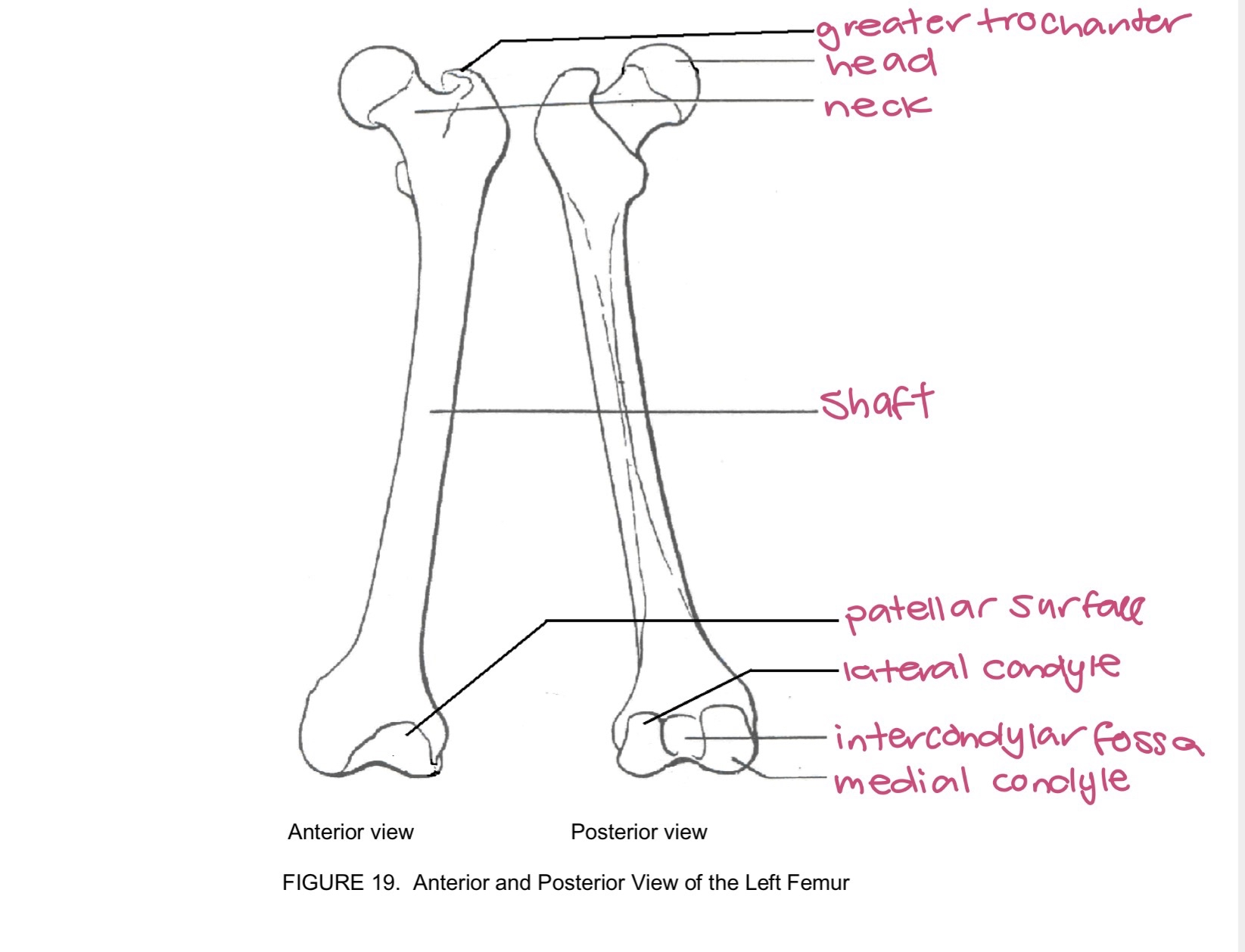 <p>femur</p>