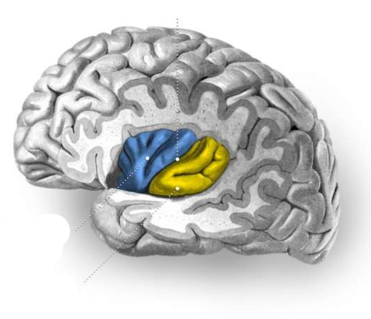 <p>What is the function of the yellow part?</p>