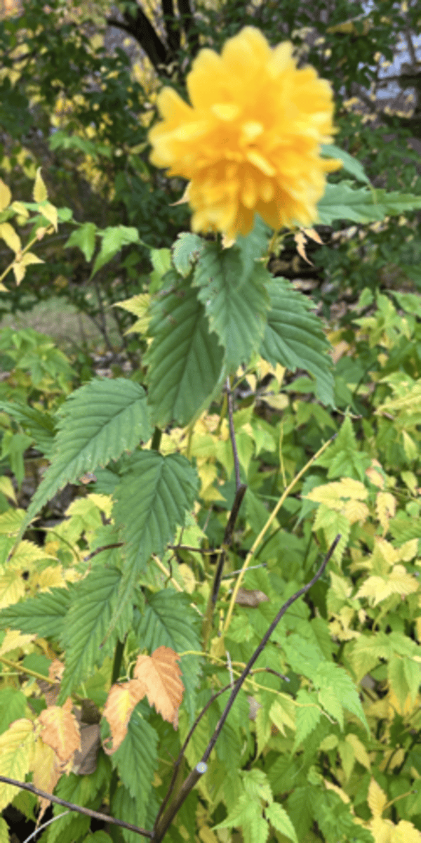 <p>maintains green stems, yellow flowers, triangular leaves</p>