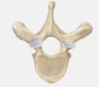 <p>Thoracic vertebrae</p>