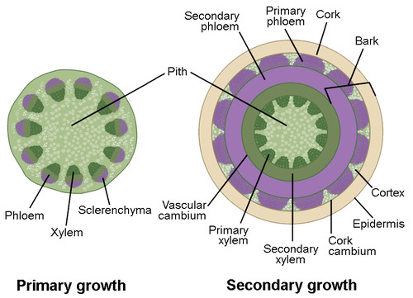 <p>increase girth<br><br>(Note: origin of <br>woody plant tissues)</p>