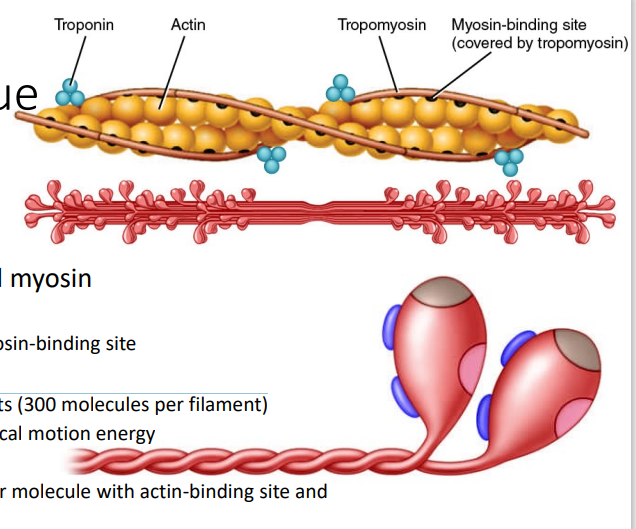 <p>Myosin</p>