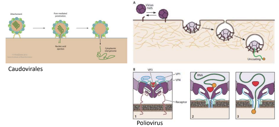 <ul><li><p>Caudovirales</p></li><li><p>Poliovirus</p></li></ul><p></p>