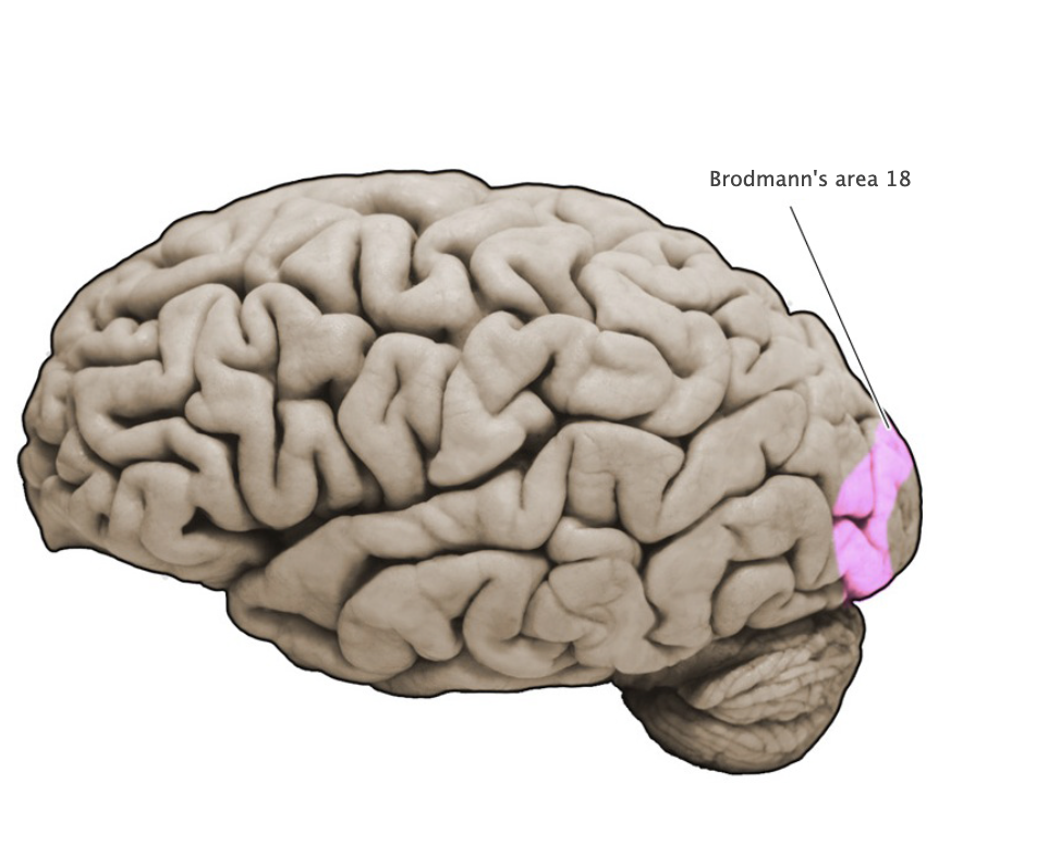 <p>Brodmann's area 18</p>