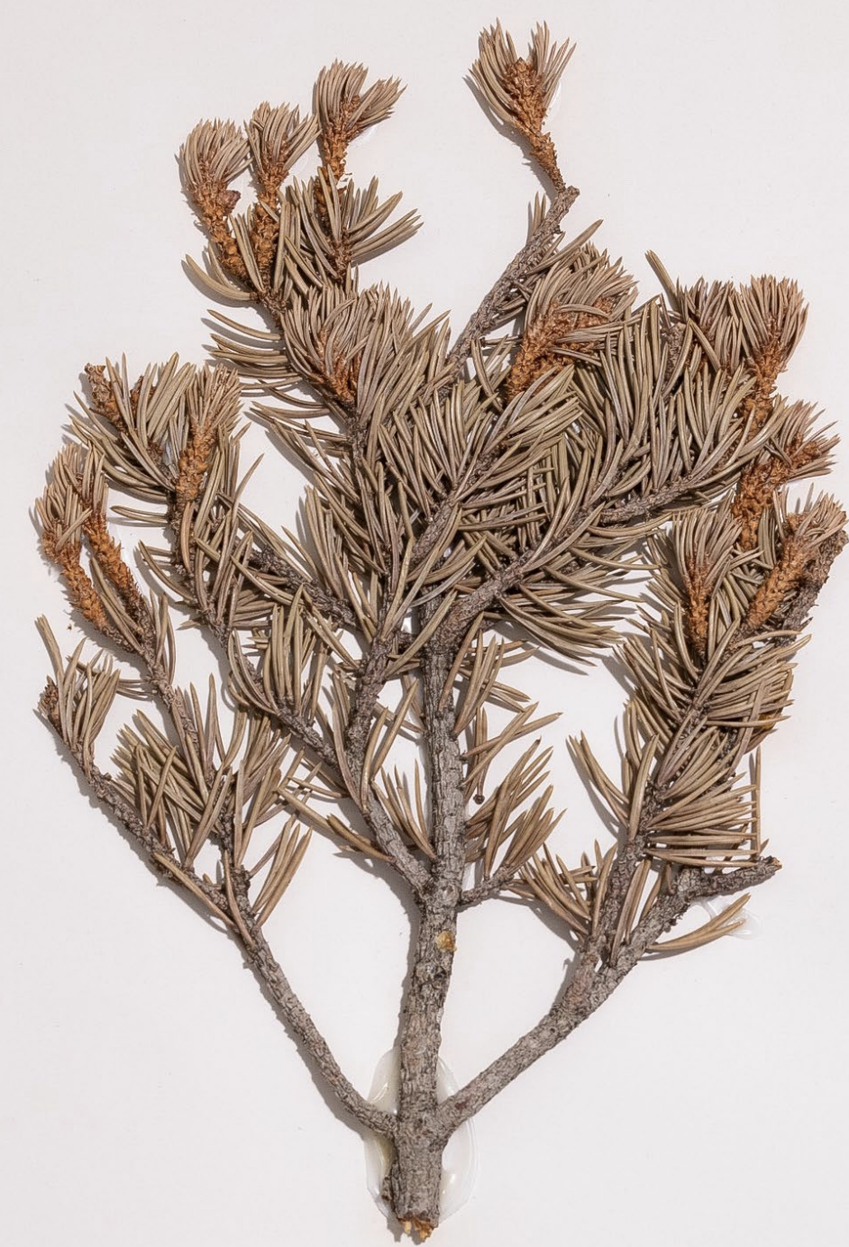 <p>What is this plant’s scientific name?</p>