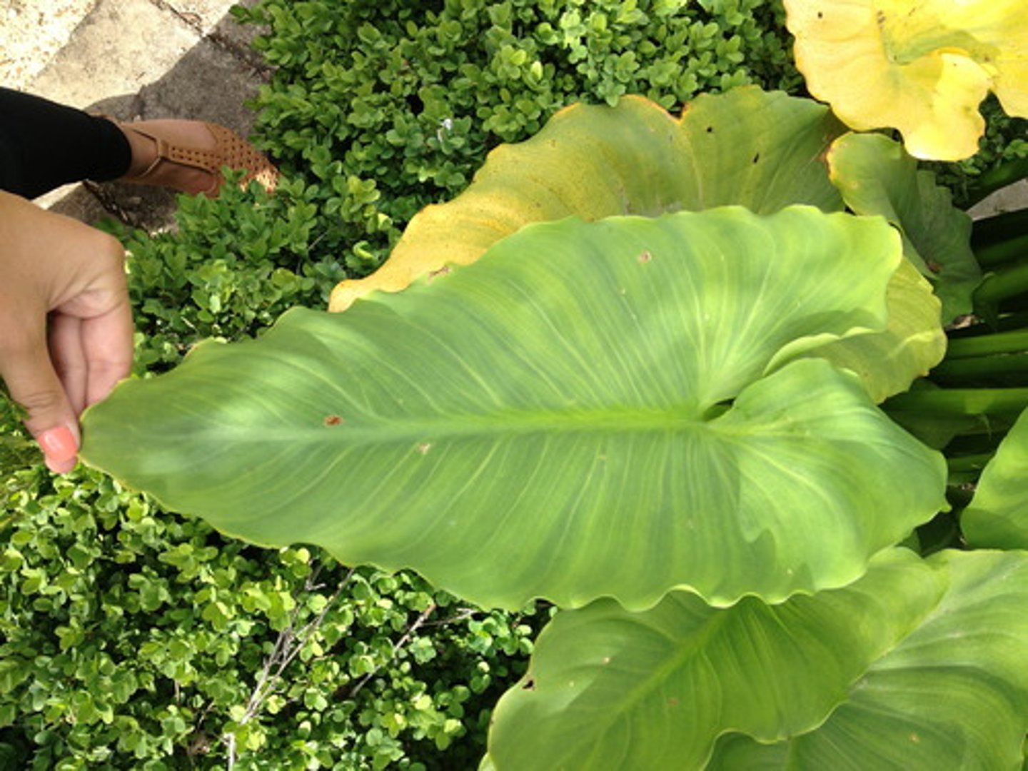 <p>Common Calla</p>