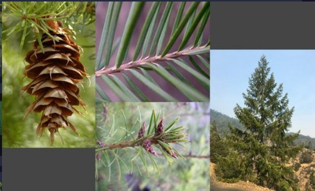 <p>- Needles with a petiole-like constriction at base</p><p>- Cones with large, three-pointed, exerted bract</p><p>- Buds dark reddish brown, pointed</p>