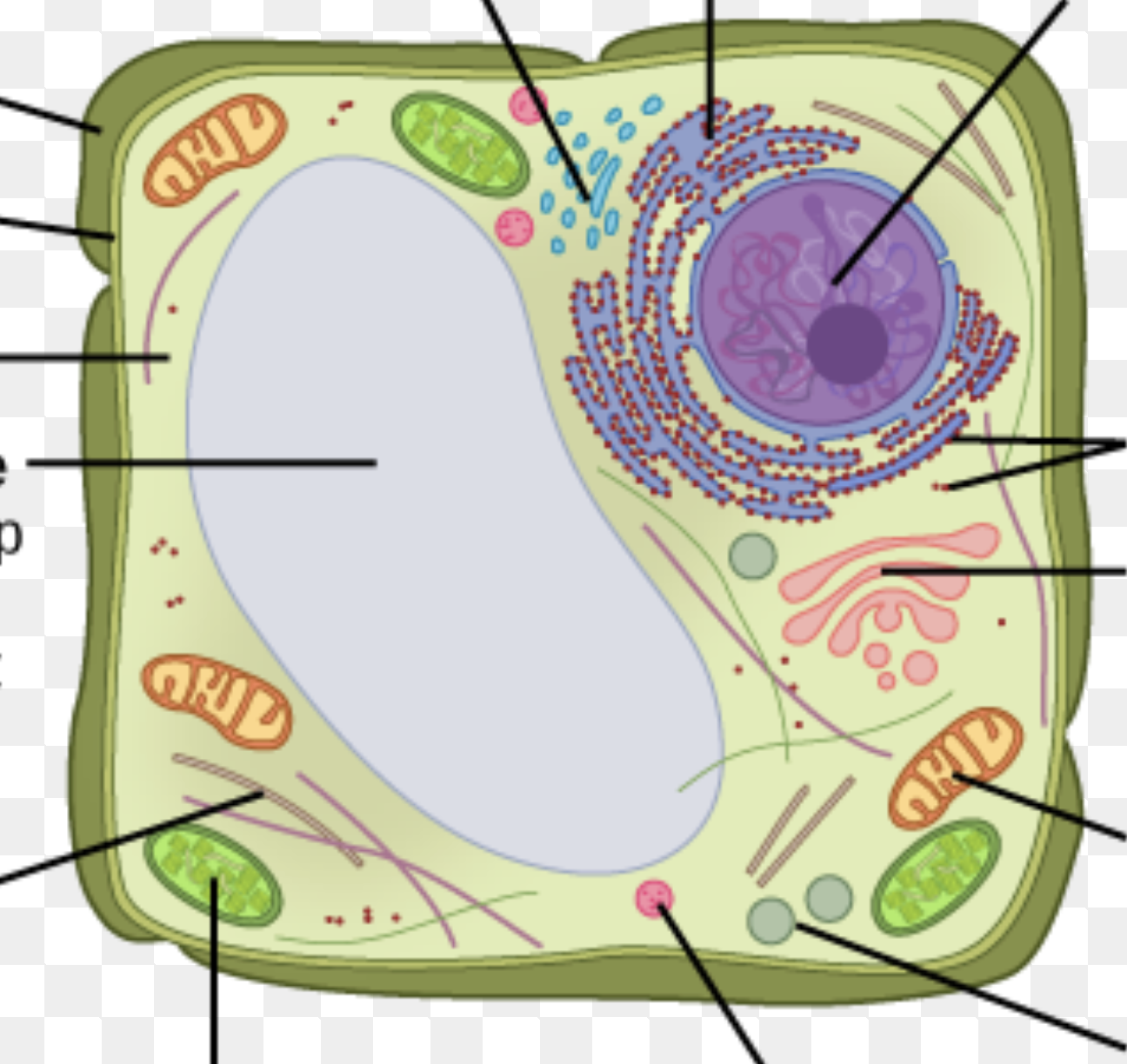 <p>What are the coral thick lines?</p>