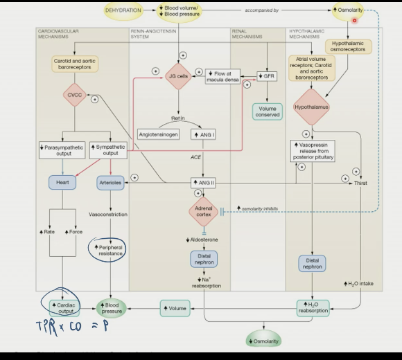 \- dehydration involves BOTH loss of volume and increase in osmolarity

\- cause low volume/low blood pressure response and high osmolarity responses

\- blue dashed lines are increased osmolarity directly inhibiting the release of aldosterone from the adrenal cortex. while angiotensin II is trying to stimulate release of aldosterone, increased osmolarity counters this stimulus. the downstream effect of this battle is decreased aldosterone (rather than decrease)