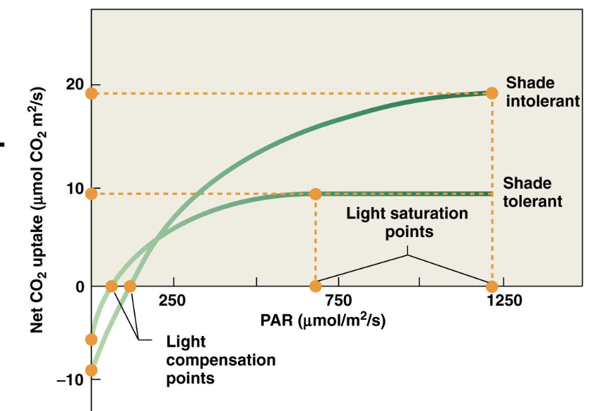 <p>interpret this graph : </p><ul><li><p>shade tolerant:</p><ul><li><p>LSP, net co2 uptake at LSP</p></li></ul></li><li><p>shade intolerant:</p><ul><li><p>LSP, net co2 uptake at LSP </p></li></ul></li></ul><p></p>