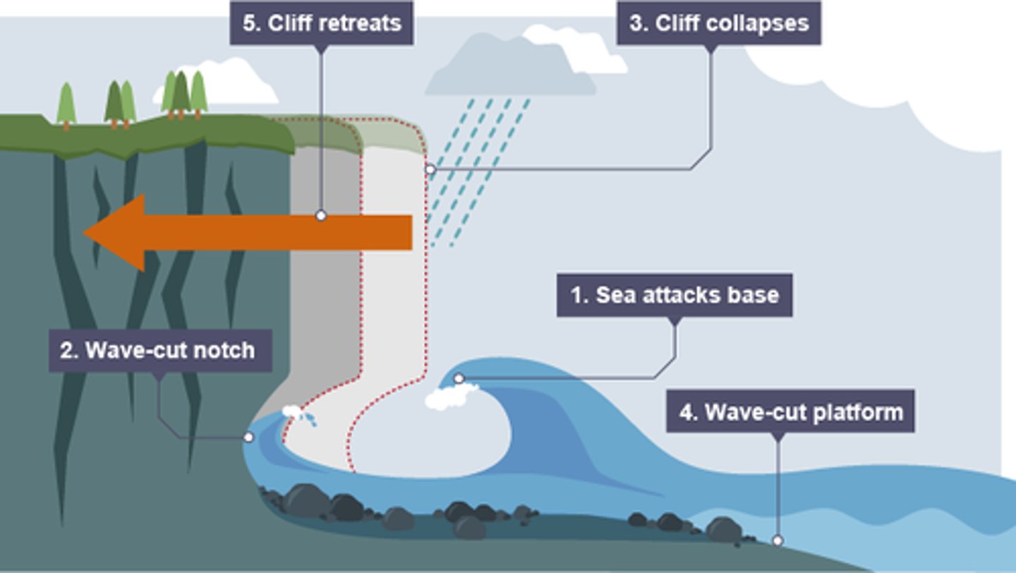 <p>. sea attacks the base of the cliff between the high and low water mark</p><p>. wave-cut notch formed by erosional processes such as abrasion and hydraulic action</p><p>. notch increases in size, cliff becomes unstable and collapses, leading to the retreat of the cliff face</p><p>. eroded material carried away leaving a wave-cut platform</p><p>. process repeats, cliff continues to retreat</p>