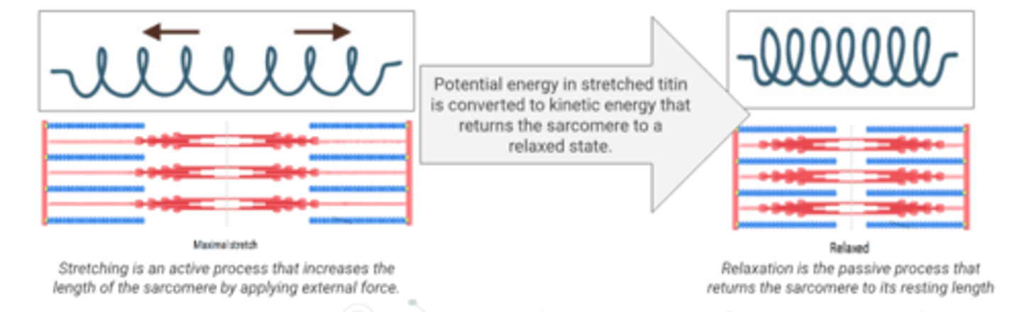 <p>The other stretches, storing potential energy in the sarcomere protein titin</p>