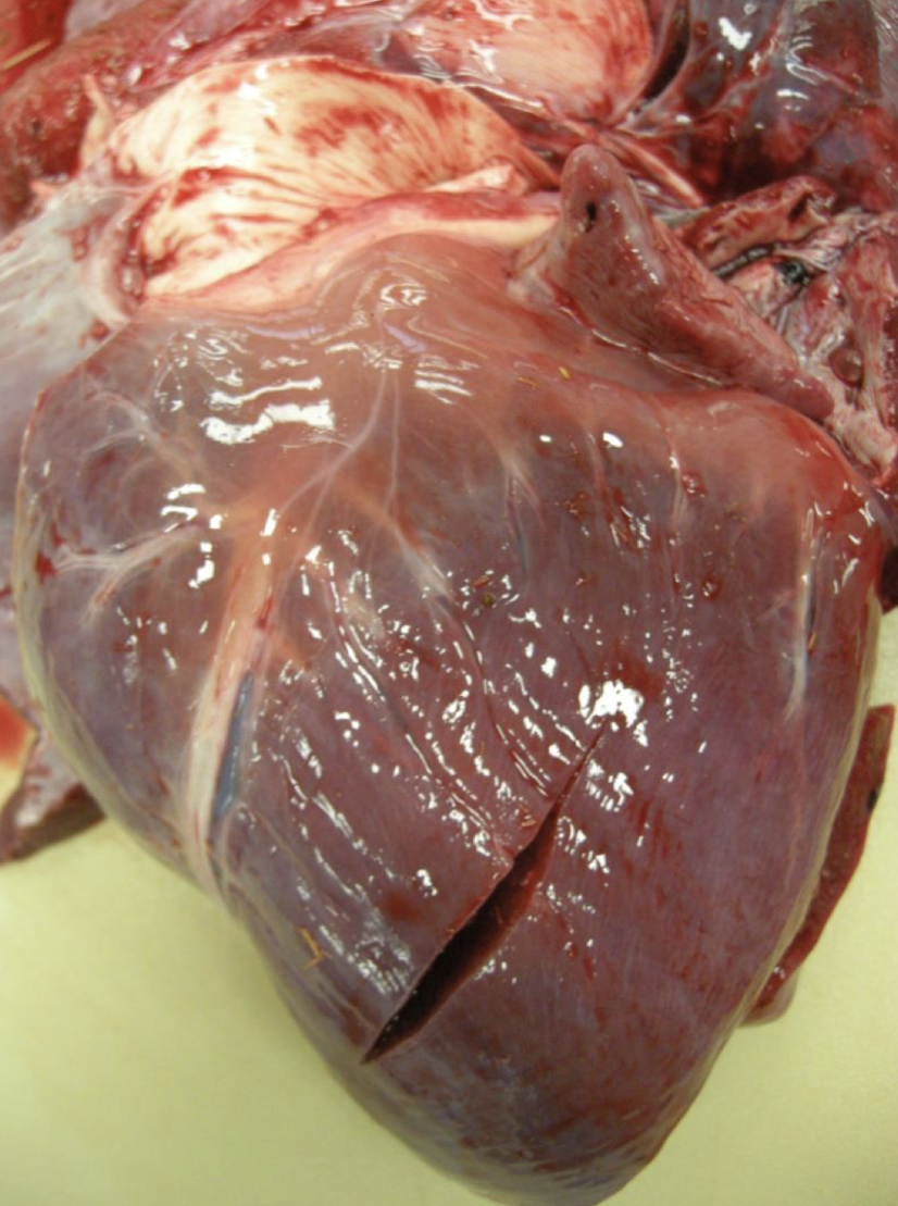 <p>What is this an example of?</p>