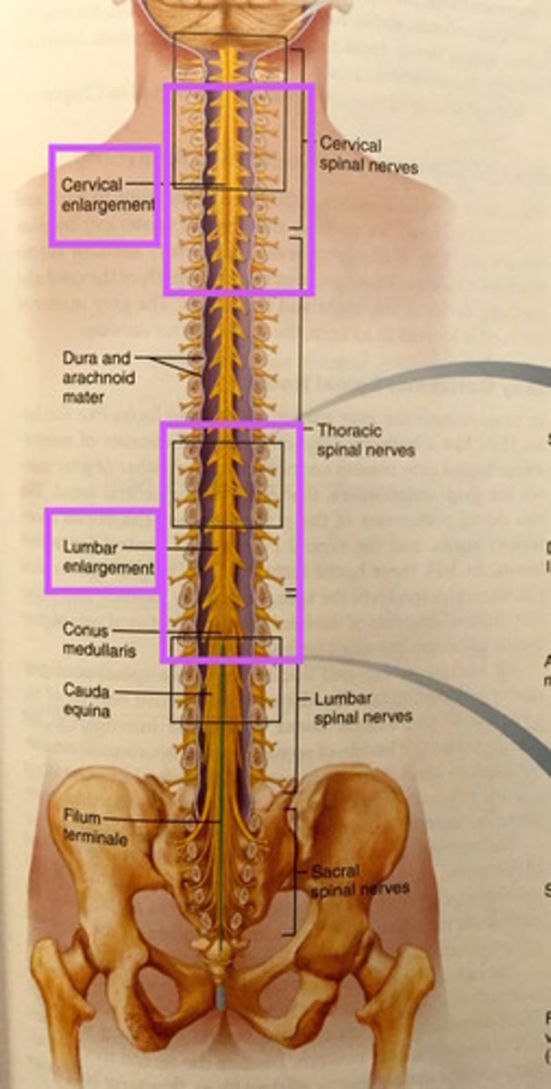 <p>- the spinal cord is enlarged at the cervical and lumbar levels</p><p>- these enlargements are there because of additional nerves exiting the spinal cords to supply the limbs</p><p>- cervical enlargements supply the upper limbs</p><p>- lumbar enlargements supply the lower limbs</p>