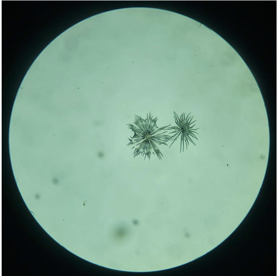 <p>Trichomes</p>