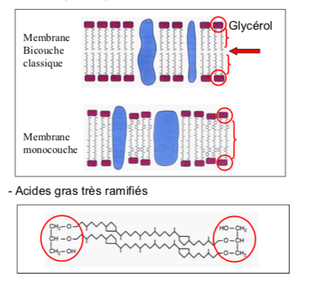<p>ex : geyser, dorsales O</p><ul><li><p><span style="font-family: ArialMT">Protéines modifiées</span></p></li><li><p><span style="font-family: ArialMT">Membrane plasmique monocouche</span></p></li><li><p><span style="font-family: ArialMT">Acides gras très ramifiés</span></p></li></ul><p><span style="font-family: ArialMT">Industrie : enzymes pour l’industrie et la biologie moléculaire</span></p>