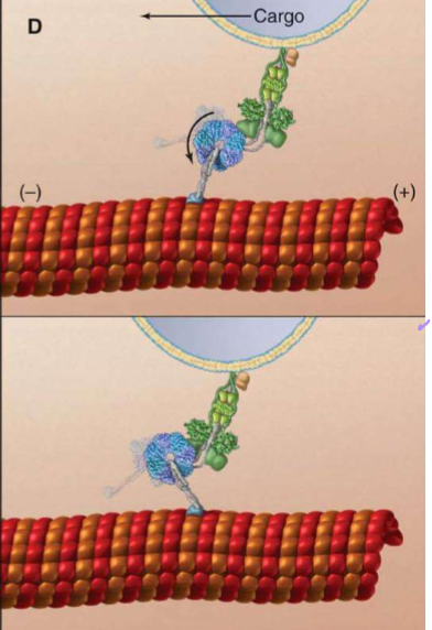 <ul><li><p>length: 8nm</p></li><li><p>AAA motor head domains seven subunits. Only one is the major ATPase, but if dynein has resistance, it will use all subunits</p></li><li><p>Its motion is akin to a hella fast drunken sailor: stumbling forwards, backwards, and side-to-side</p></li></ul><p></p>