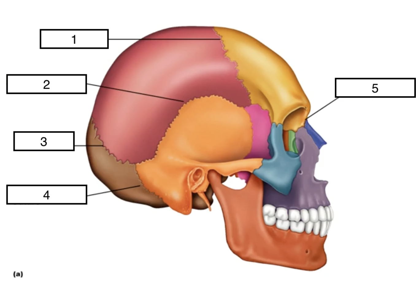 <p>4</p>