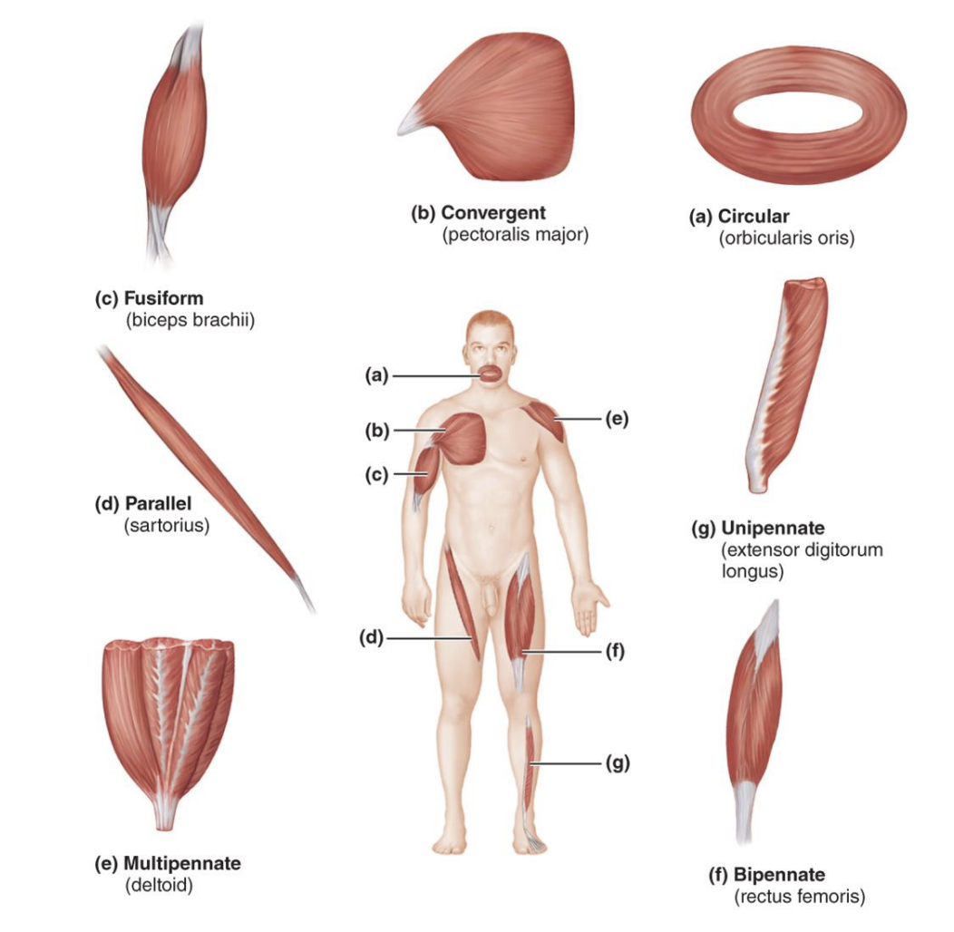 <p><strong>What are the types of Fascicle Arrangement</strong></p>