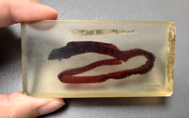 <p>What is the phylum of this specimen?</p>