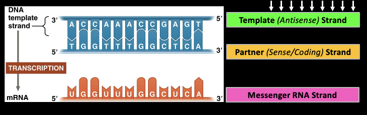 <p>The gene sequence determines the sequence of bases along the length of a mRNA molecule</p>