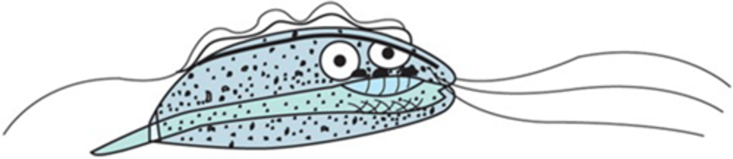 <p>This protozoan belongs to the phylum ____________ and subphylum ________.</p>