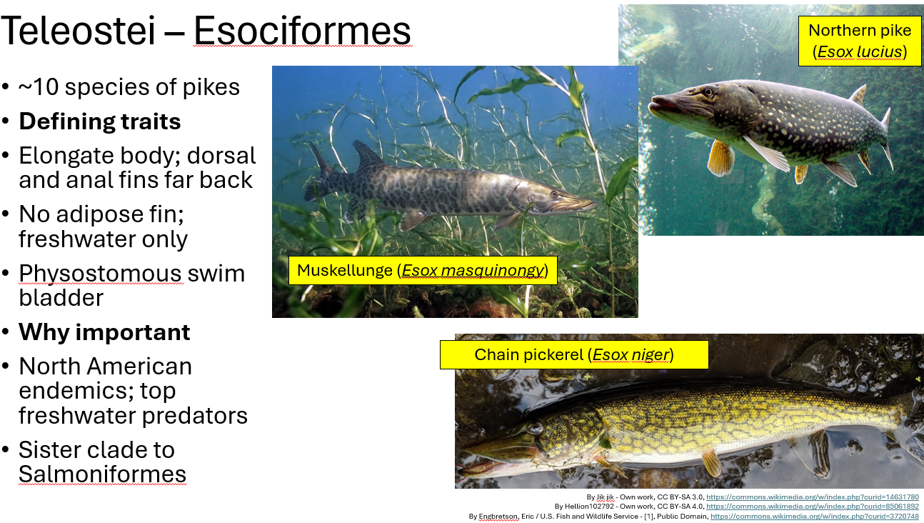 <p><span><span>•~10 species of pikes</span></span></p><p><span><span>•</span><strong><span>Defining traits</span></strong></span></p><p><span><span>•Elongate body; dorsal and anal fins far back</span></span></p><p><span><span>•No adipose fin; freshwater only</span></span></p><p><span><span>•Physostomous swim bladder</span></span></p><p><span><span>•</span><strong><span>Why important</span></strong></span></p><p><span><span>•North American endemics; top freshwater predators</span></span></p><p><span><span>•Sister clade to Salmoniformes</span></span></p>