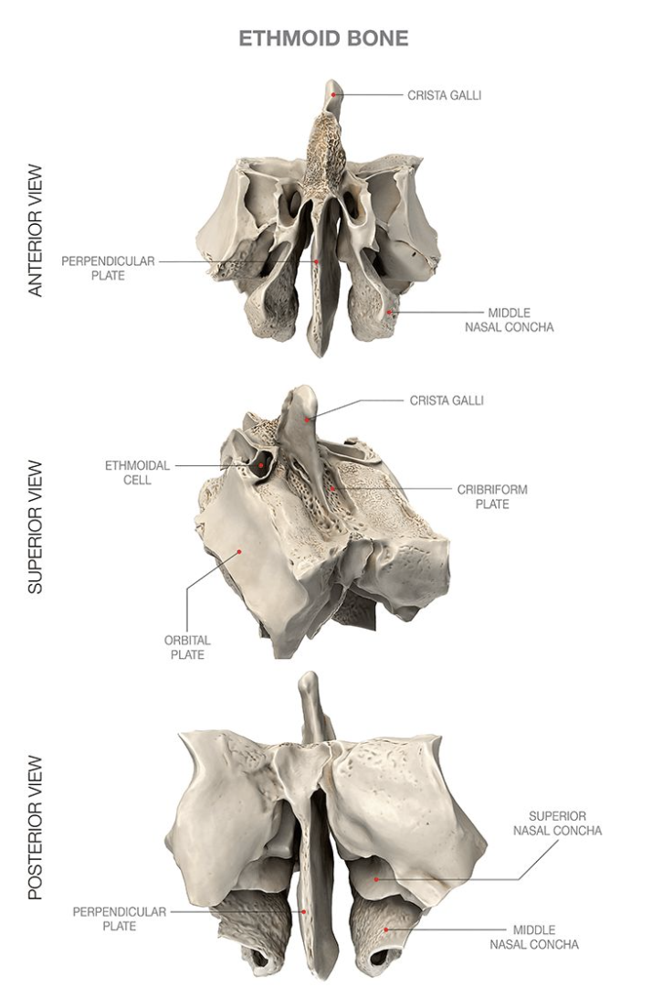 <ul><li><p>Contributes to the anterior cranial fossa </p></li><li><p>Forms part of the nasal septum and the nasal cavity</p></li><li><p>Contributes to the medial wall of the orbit </p></li></ul><p></p>