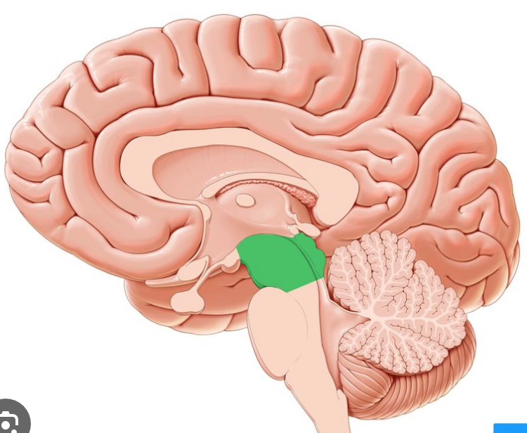 <p>motor movement, eye movement, and processes visual and auditory information</p>