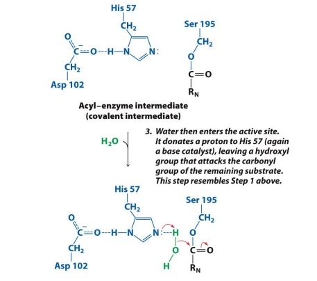 <ol><li><p>A water molecule (H₂O) enters.</p></li><li><p><strong>His 57 steals a proton (H⁺) from water</strong>, making water reactive (turns into OH⁻).</p></li><li><p>The reactive OH⁻ <strong>attacks the carbonyl carbon</strong> of the acyl-enzyme intermediate (just like Ser did earlier).</p></li></ol><p><span data-name="check_mark_button" data-type="emoji">✅</span> <strong>Goal:</strong> Use water to begin breaking the link between the enzyme and the remaining part of the substrate.</p>