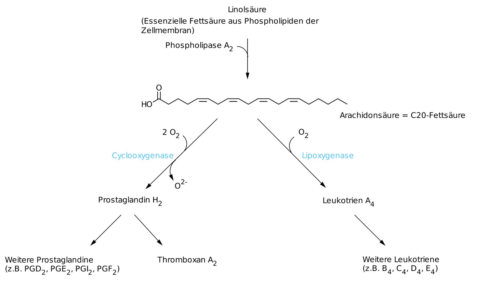<p>C. Eicosanoid synthesis</p>