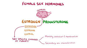 <ul><li><p><strong>estrogen</strong></p></li><li><p><strong>progesterone </strong></p></li></ul><p></p>
