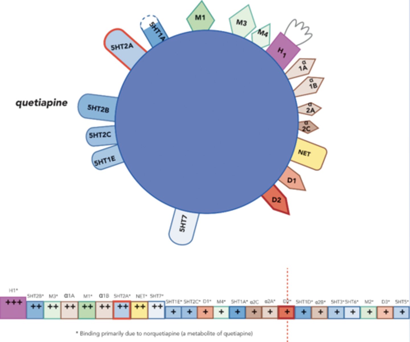 <p>-Just as effective on positive symptoms, but not as effective on negative symptoms as other atypicals</p><p>-Increased body weight, cataracts (eye exam before tx and q6months thereafter)</p><p>-Stars indicate norquetiapine metabolite</p><p>-H1: good for sleep in depression related insomnia</p><p>-NET binding is good for depression</p><p>-5HT2C and H1 may contribute to weight gain</p>