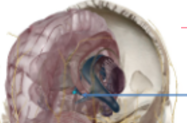 Pineal gland secretes **melatonin**

\
Melatonin helps keep body’s circadian rhythms in synchrony 

with light–dark cycle and promotes sleep 

\
It also: 

→ Influences reproductive activity, including onset of puberty 

→ Enhances immunity 

→ Slows aging

→ Acts as antioxidant (stelading elections) to remove free radicals 