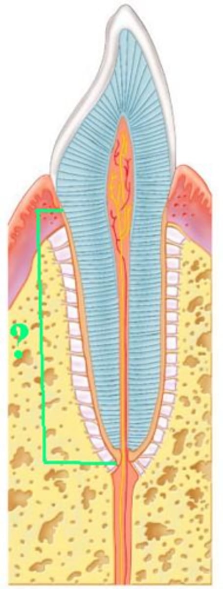 <p>Identify the indicated region of a tooth.</p>