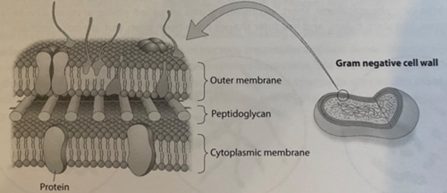 <p>bacteria have a cell wall that contains only 10-20% peptidoglycan. Appear pink after gram staining</p>