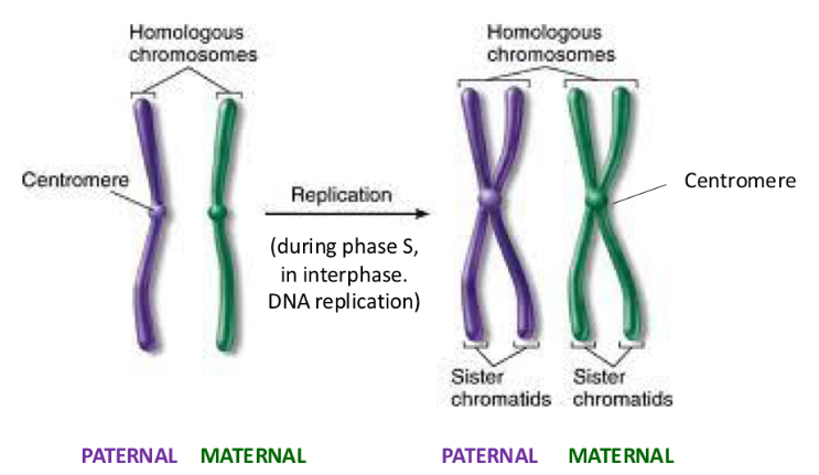 <p>Sister chromatids separated in 2 daughter cells</p>