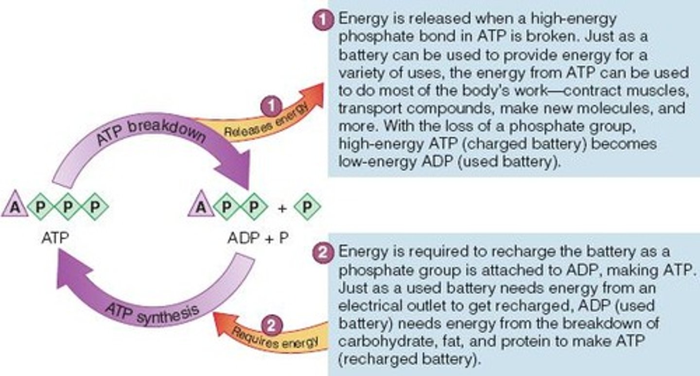 <p>Phosphates are split off, releasing energy.</p>