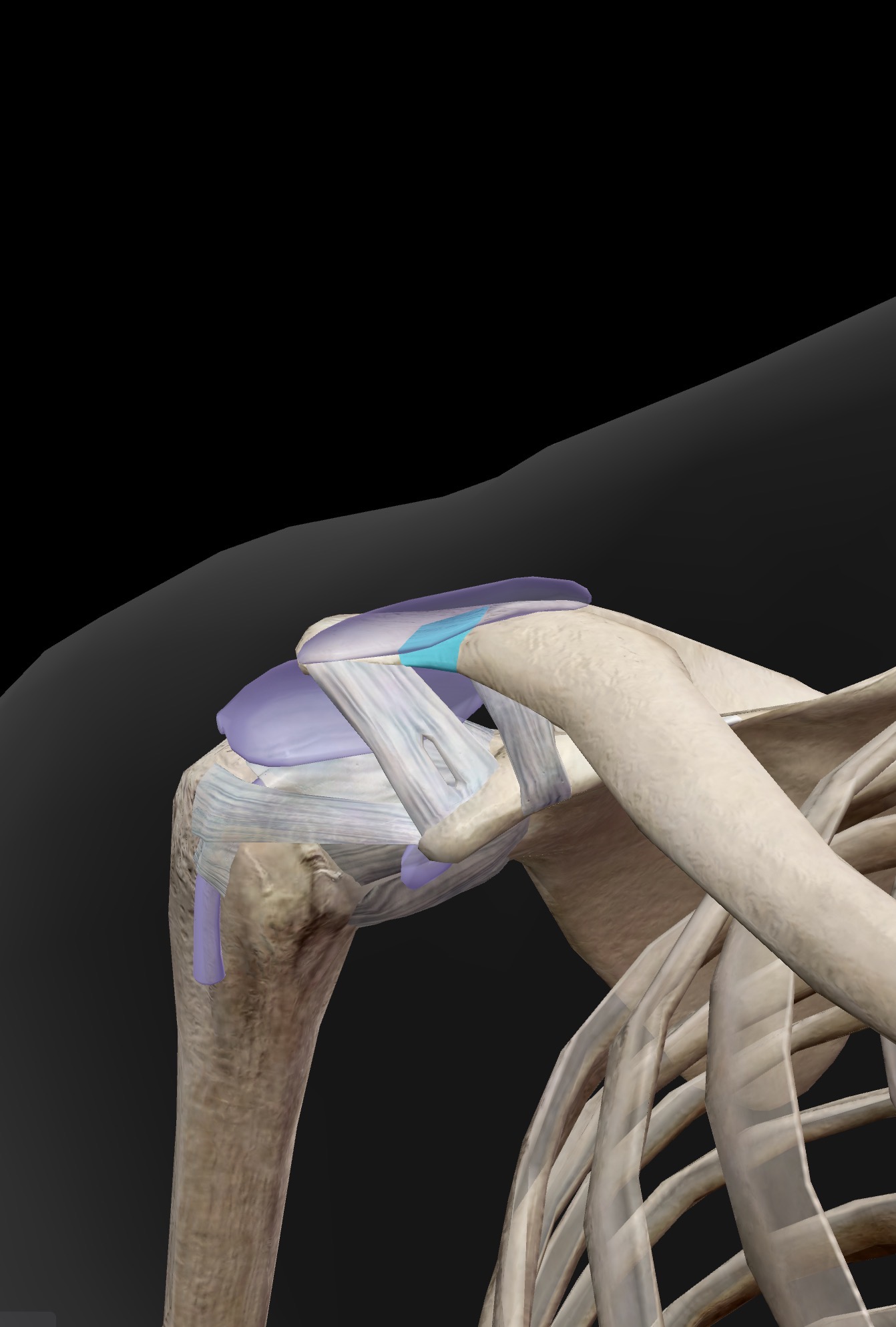 <p>What ligament is this? What does it connect?</p>