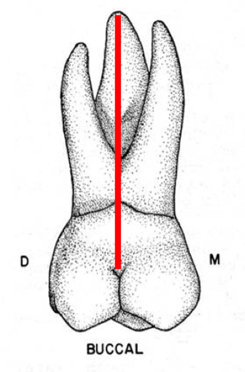 <p>developmental groove that separates mesiobuccal and distobuccal cusps</p><p>-likely to extend onto buccal surface</p><p>-mandibular molars with 3 buccal cusps have 2 grooves separating the 3 buccal cusps</p>